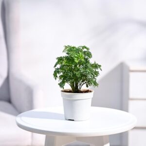 Ugaoo Aralia Golden Live Plant with Grow Pot – Air Purifying Indoor Plant
