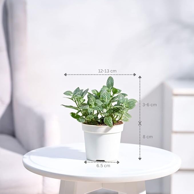 UGAOO 3 Indoor Live Plants Combo with Grow Pots – Golden Money Plant, Fittonia Green & Spider Plant for Home Décor - Image 2