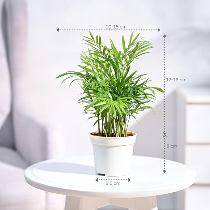 Ugaoo Air Purifying Bamboo Palm Live Plant with Grow Pot - Image 5