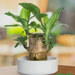 Brazilian Wood Plant (Dracaena fragrans) – Indoor Lucky Bamboo-Style Air Purifying Plant