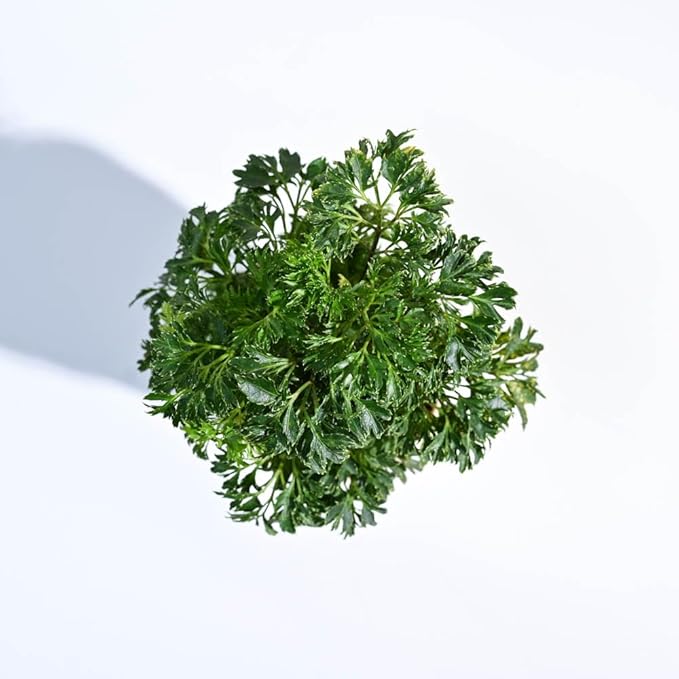 Ugaoo Aralia Golden Live Plant with Grow Pot – Air Purifying Indoor Plant - Image 2