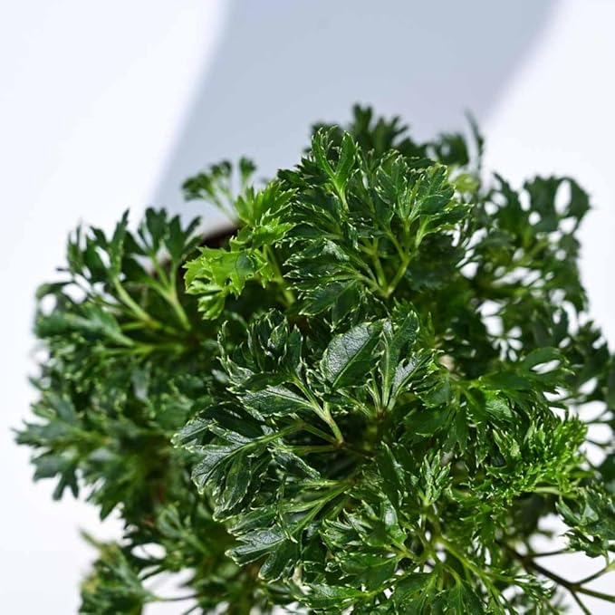 Ugaoo Aralia Golden Live Plant with Grow Pot – Air Purifying Indoor Plant - Image 4