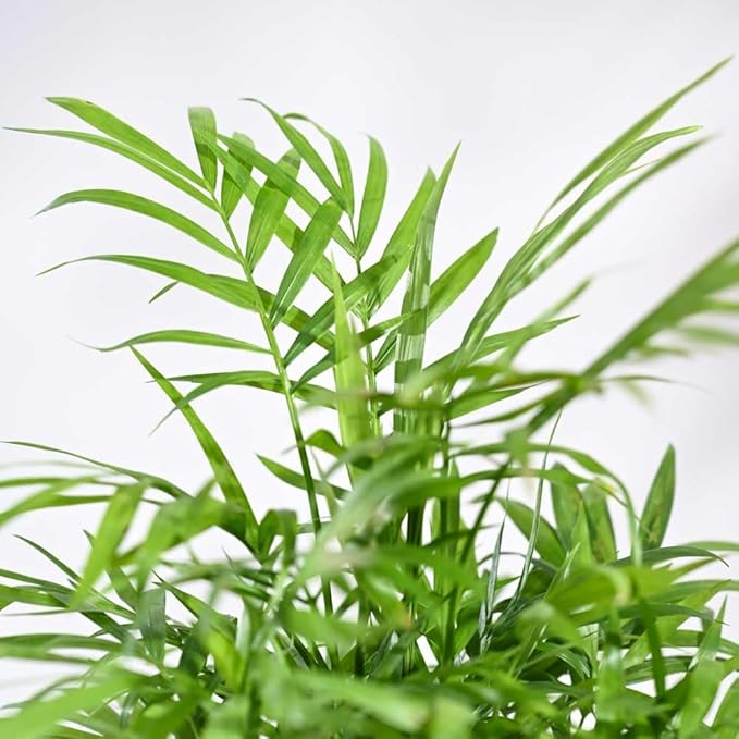 Ugaoo Air Purifying Bamboo Palm Live Plant with Grow Pot - Image 3