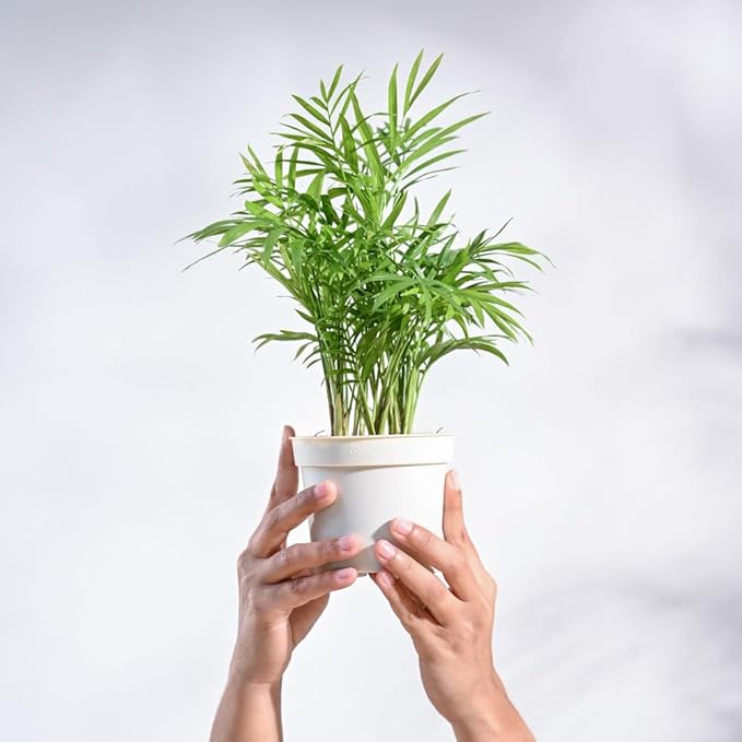 Ugaoo Air Purifying Bamboo Palm Live Plant with Grow Pot - Image 4