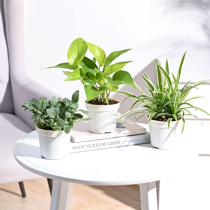 UGAOO 3 Indoor Live Plants Combo with Grow Pots – Golden Money Plant, Fittonia Green & Spider Plant for Home Décor - Image 3