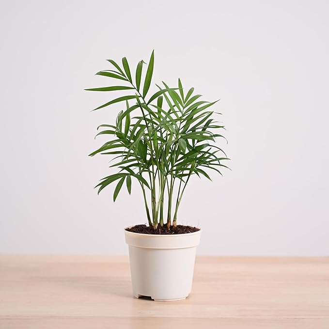 Ugaoo Air Purifying Bamboo Palm Live Plant with Grow Pot