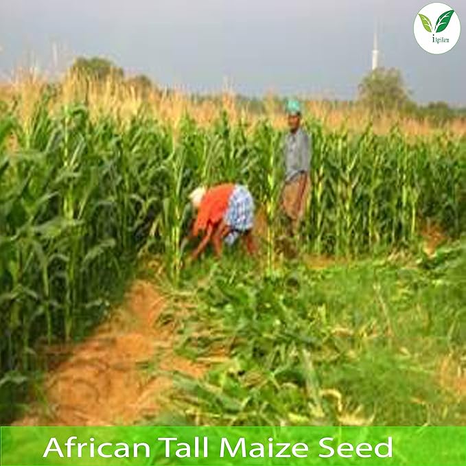 IAgriFarm® African Long Fodder Maize Seeds – 1 Kg - Image 4