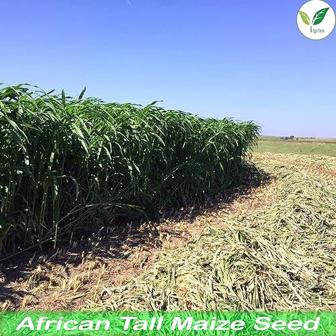 IAgriFarm® African Long Fodder Maize Seeds – 1 Kg - Image 7