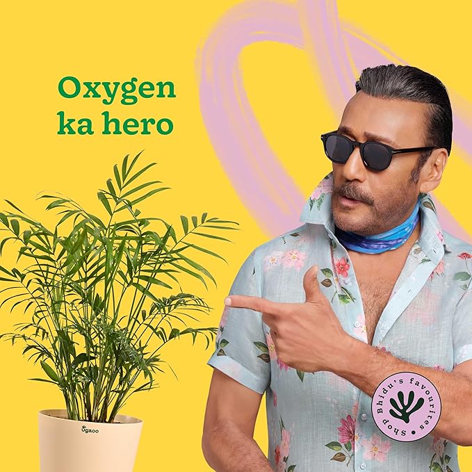 Ugaoo Air Purifying Bamboo Palm Live Plant with Grow Pot - Image 2