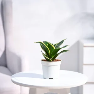 UGAOO Snake Plant – Golden Hahnii Indoor Low-Maintenance Air Purifying Plant