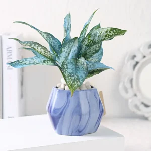 Green Aglaonema Plant in Hexagon Blue Ceramic Pot – Indoor Air Purifying Foliage Plant
