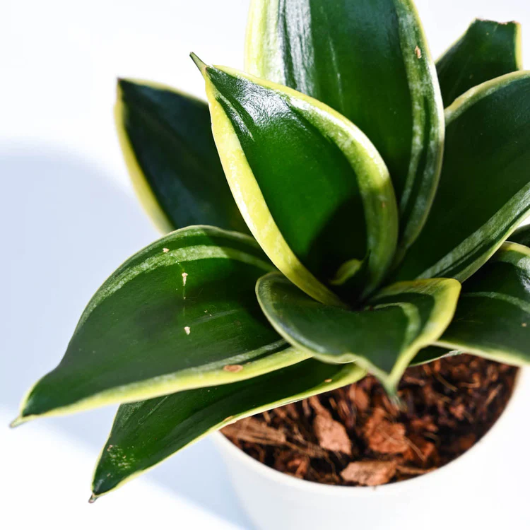 UGAOO Snake Plant – Golden Hahnii Indoor Low-Maintenance Air Purifying Plant - Image 3